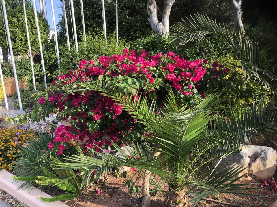 Gartenanlage Anissa Beach & Village