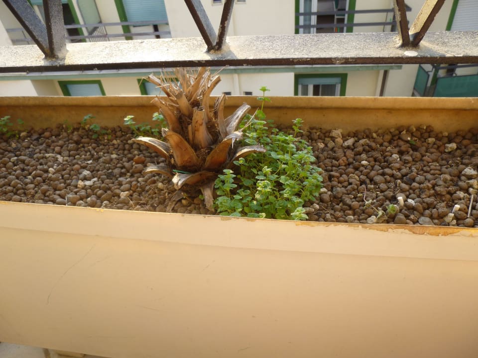 Urlaubsfeeling dank Balkonpalme Hotel Maremonti Residenza