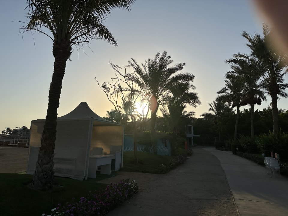 Gartenanlage Desert Rose