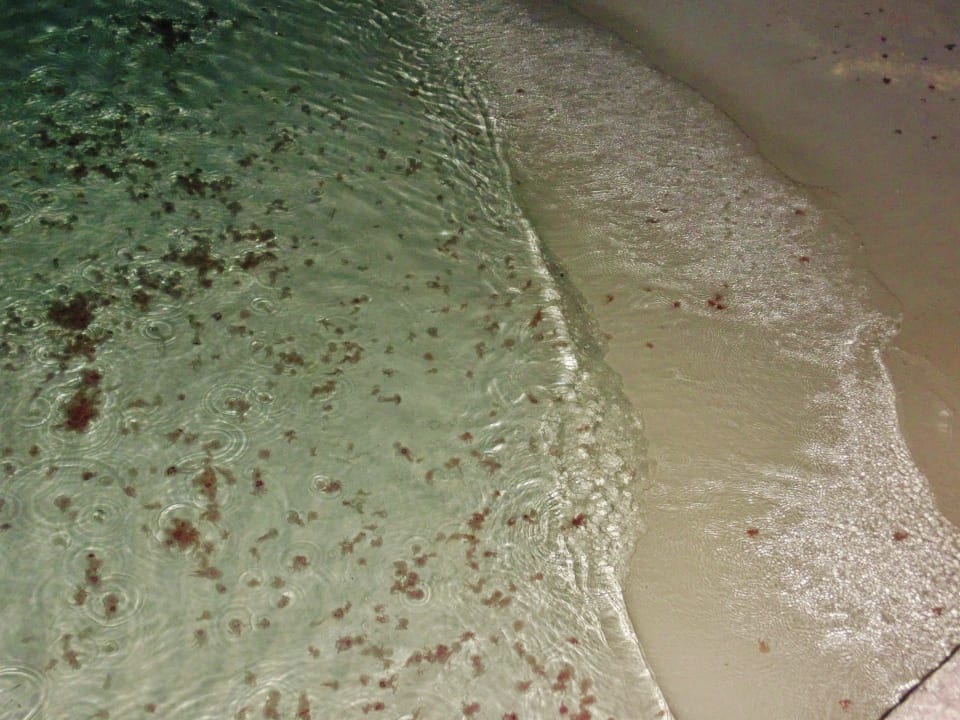 Quallen Summer Island Maldives