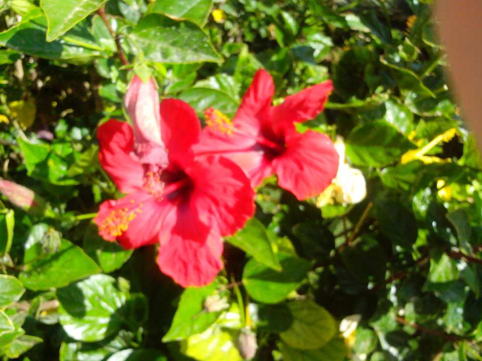 Цветочки Riviera Aqua Park Resort