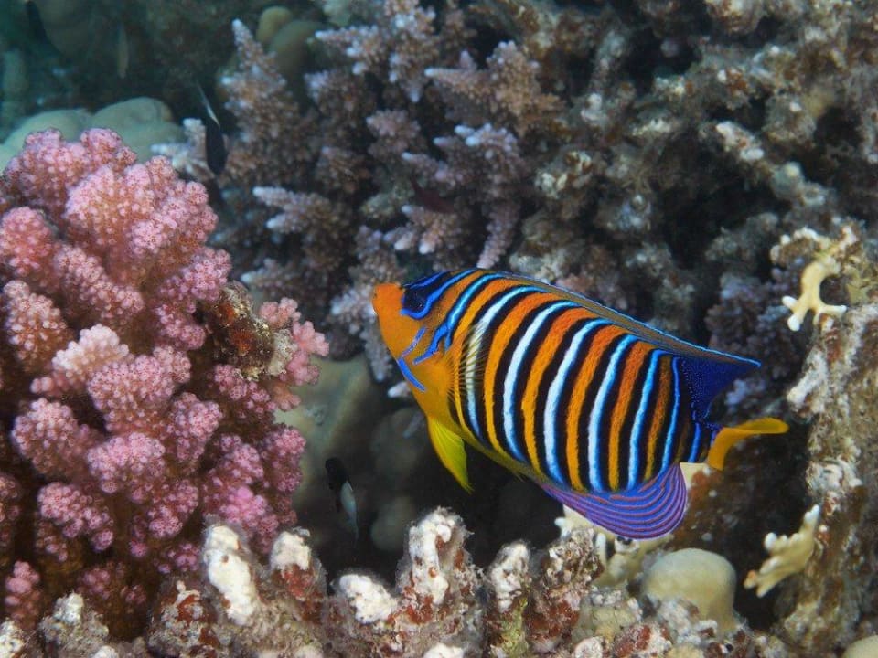 Schnorcheln am Hausriff Malikia Resort Abu Dabbab