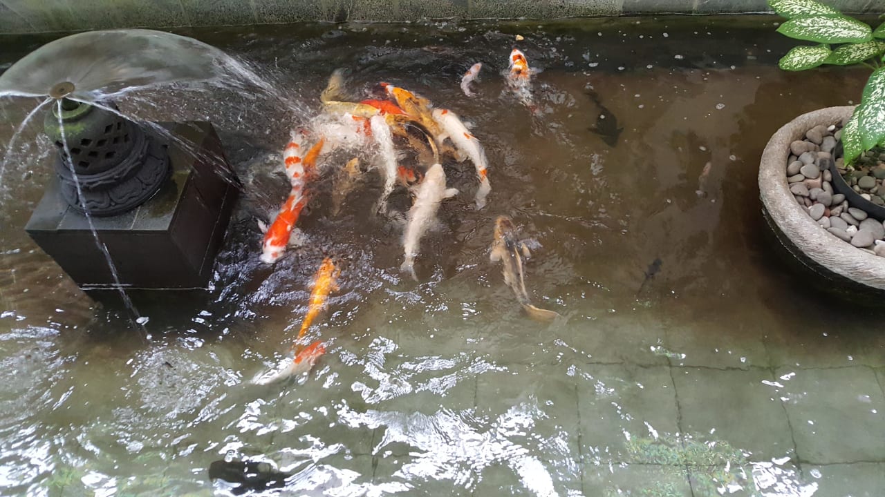 Restaurant The Phoenix Hotel Yogyakarta