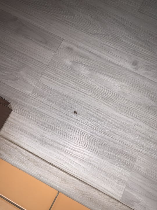 Zimmer SBH Hotel Taro Beach