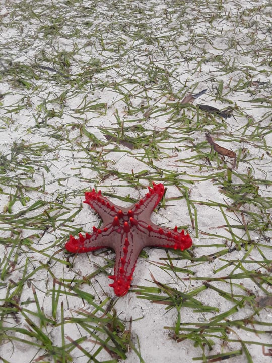 Strand Neptune Village Beach Resort & Spa
