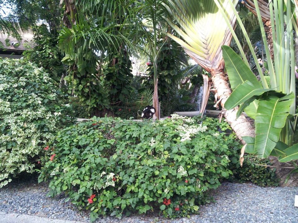 Viel grün Hotel Grand Palladium Palace Resort, Spa & Casino