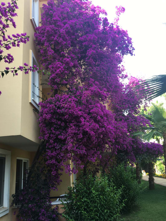 Gartenanlage Club Dizalya