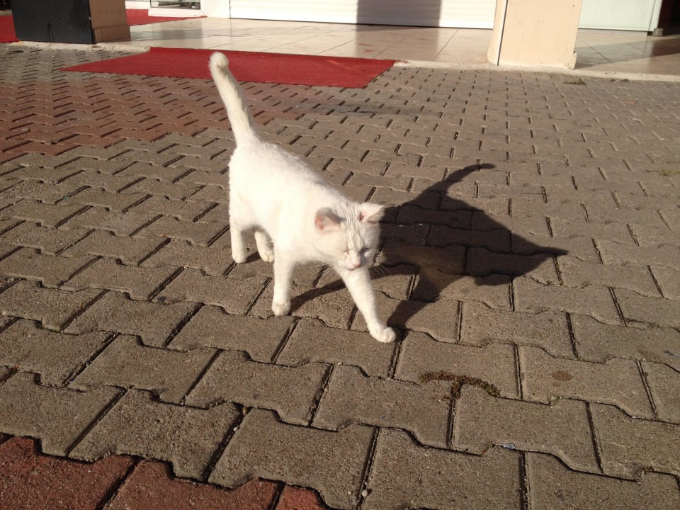 Рядом с отелем Limak Limra Hotel & Resort