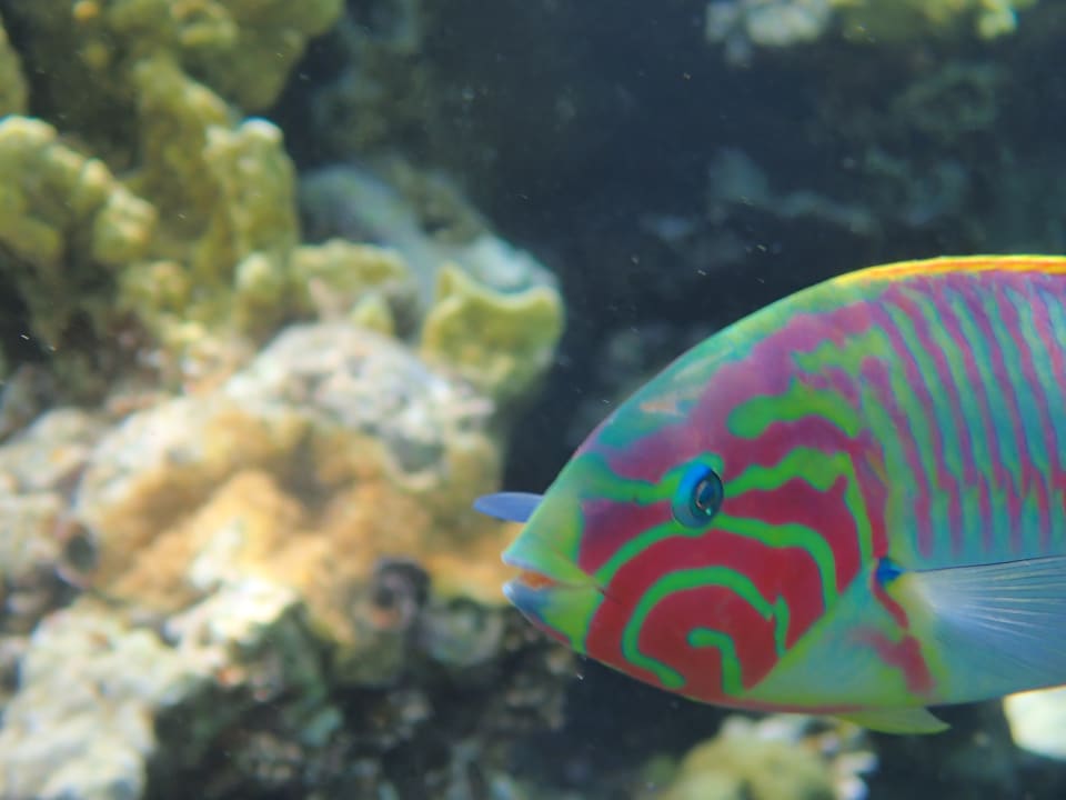 Strand Makadi Spa - Adults only