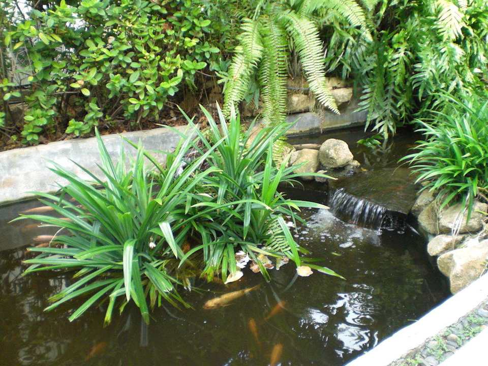 Gartenanlage Banana Fan Sea Resort
