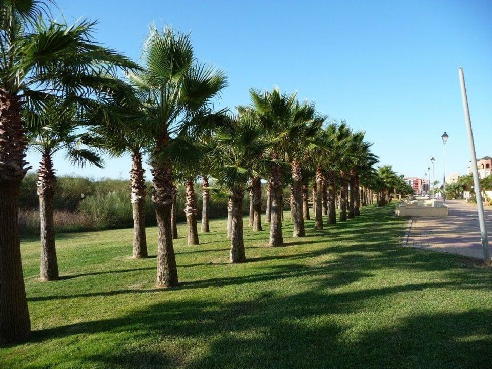 Palmenallee zwischen Hotel und Strand Playamarina Hotel