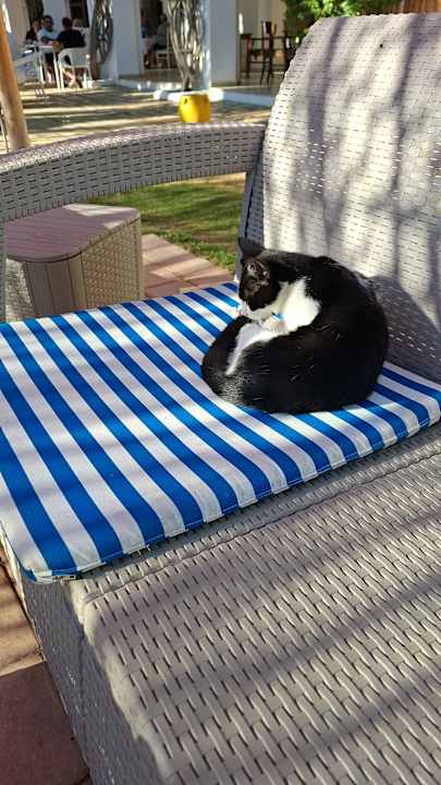 Pool Shalimar Hammamet