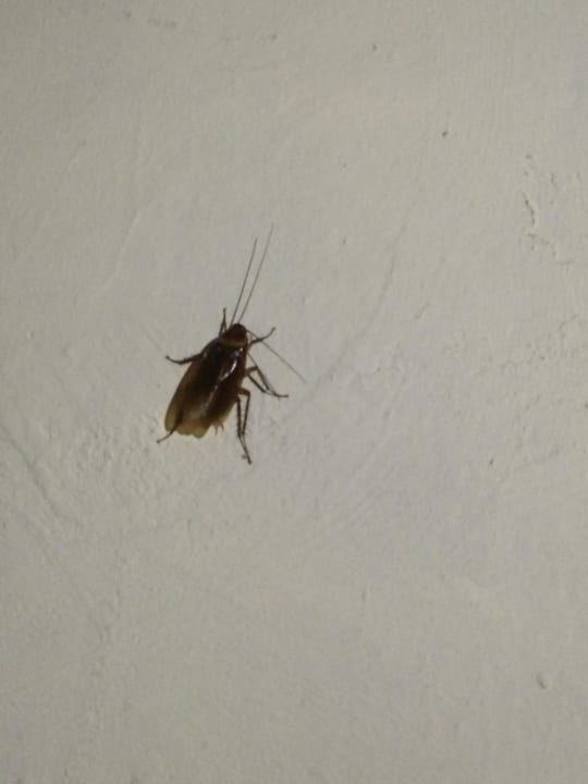 Unfreiwillige Besucher (Käfer, Geckos etc.) Hotel Defne Garden