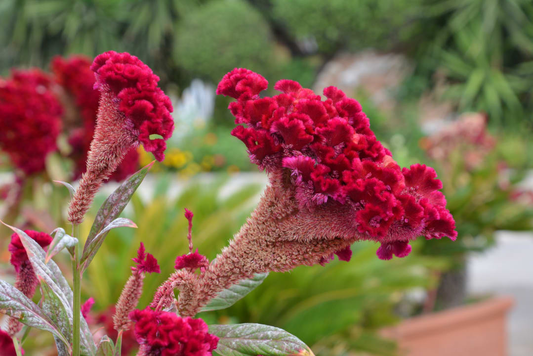 Gartenanlage Hotel Kalithea Horizon Royal