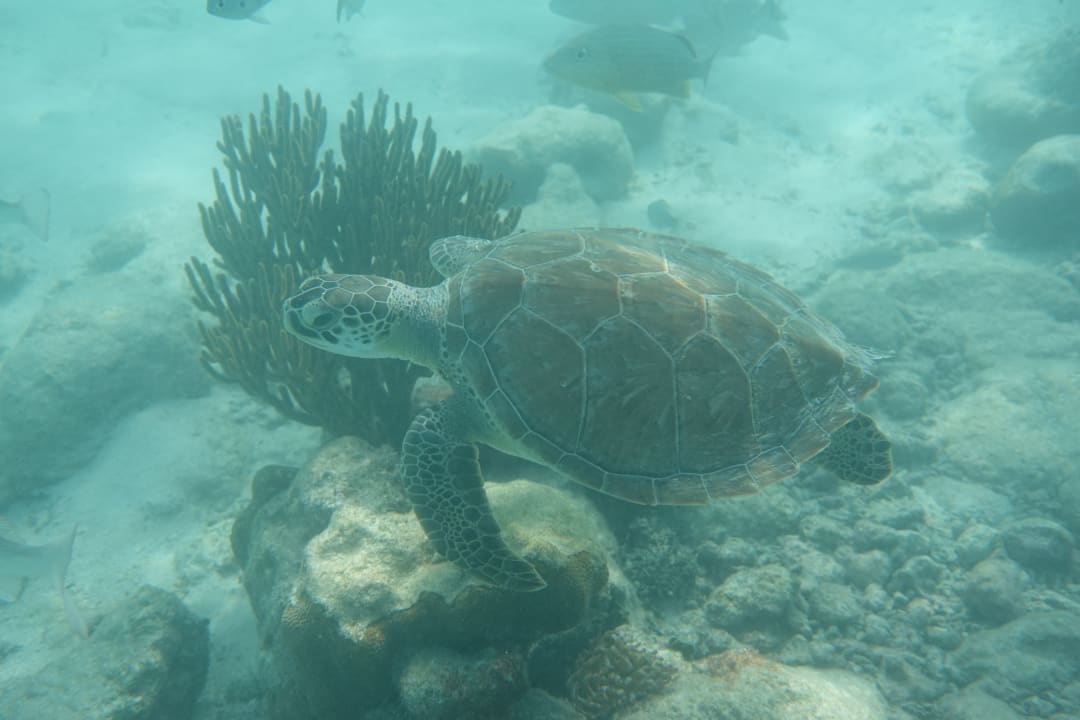 Strand Akumal Bay Beach & Wellness Resort