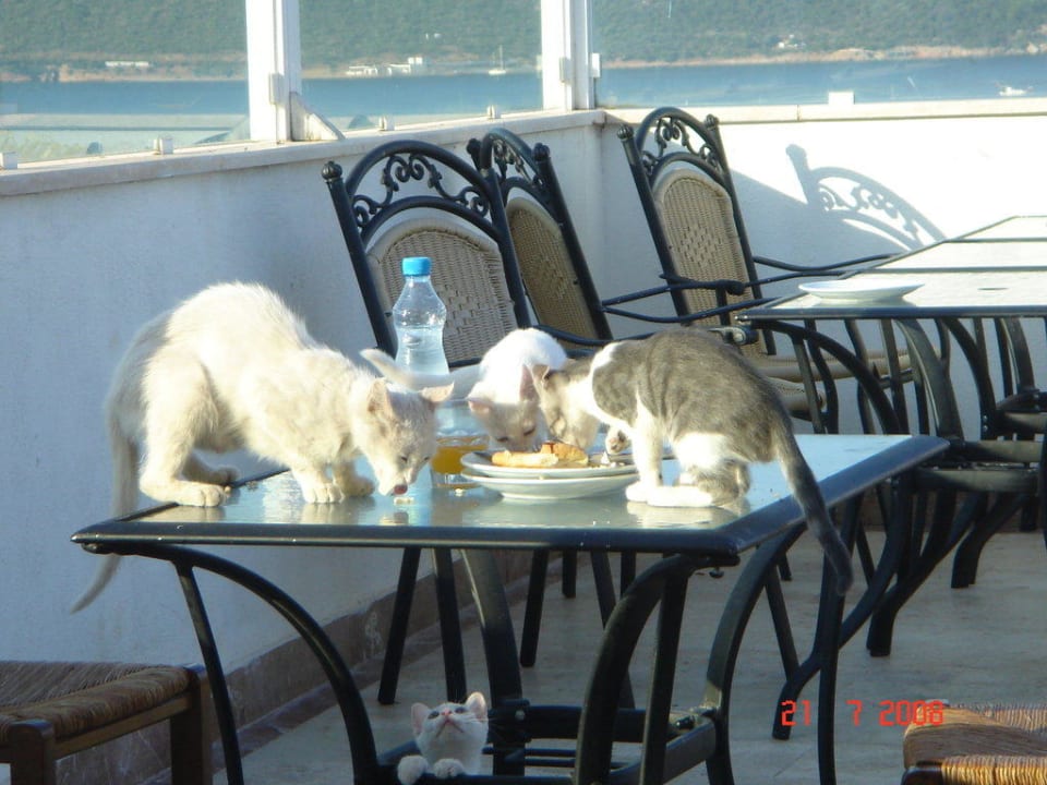 Restaurant Bodrum Holiday Resort & Spa