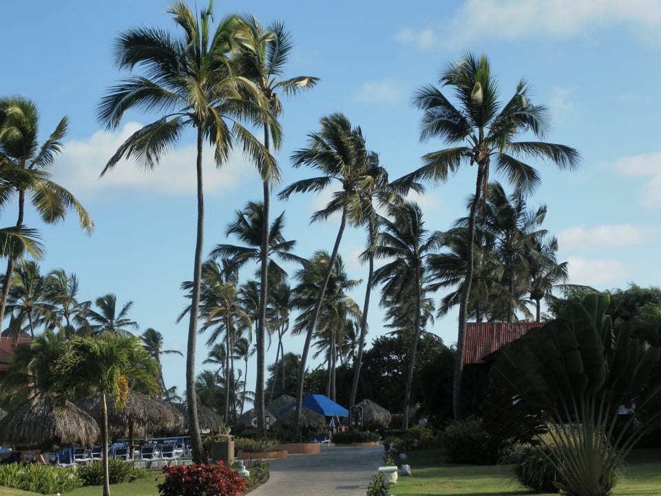 Weg zum Maricso Restaurant Punta Cana Princess All Suites Resort & Spa