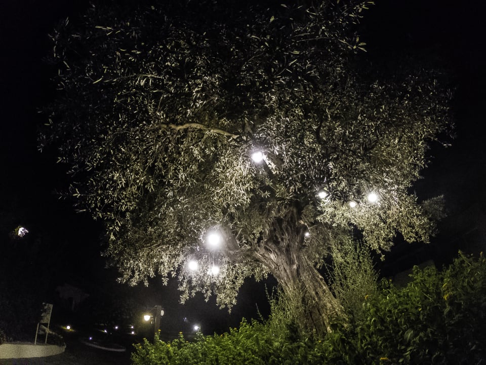 Gartenanlage alltoura Club Hotel Porto Angeli Beach Resort