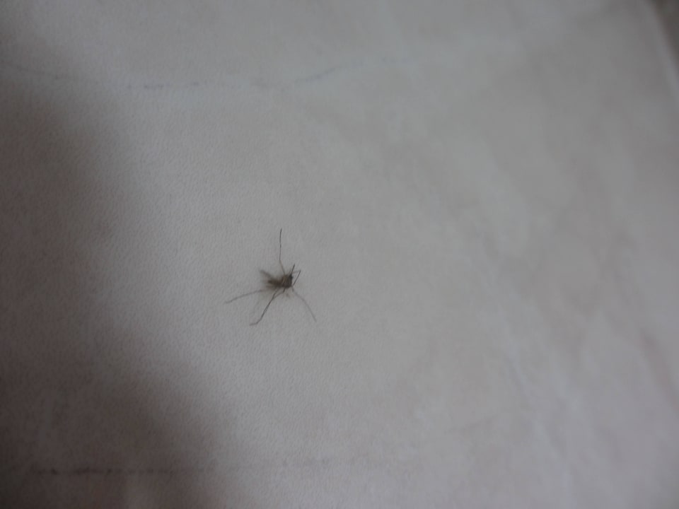 Wasserschaden Petunya Beach Resort