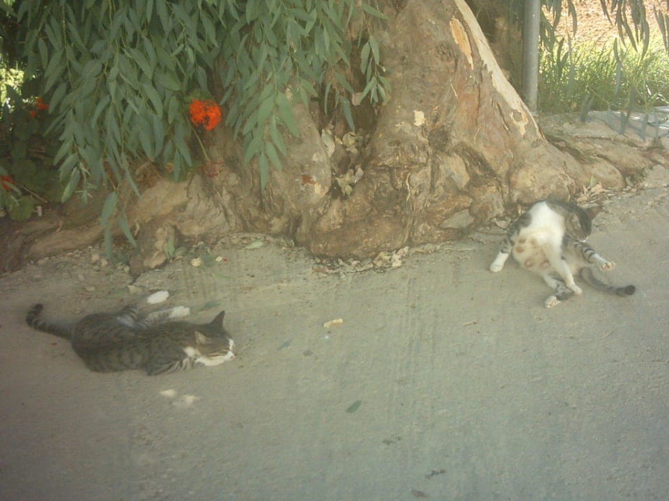 Katzen Hotel Belussi Beach