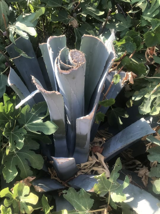 Gartenanlage allsun Hotel Carolina Mare