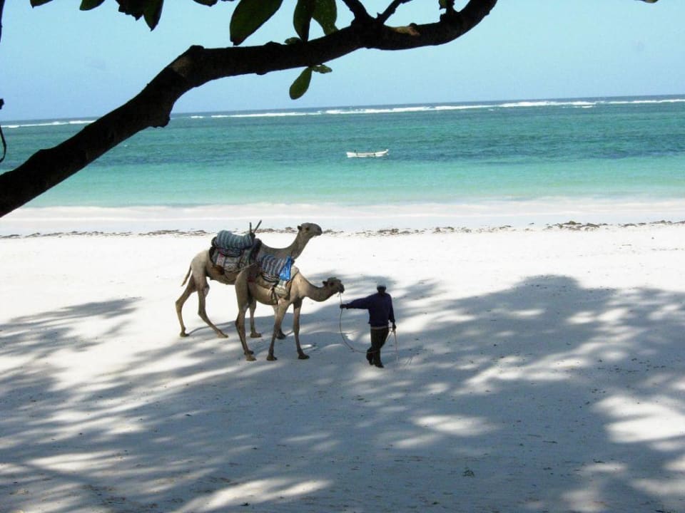 Strand Diani Sea Resort