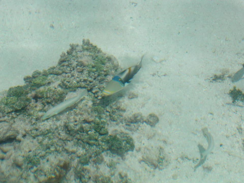 Fische zum anfassen Meeru Maldives Resort Island