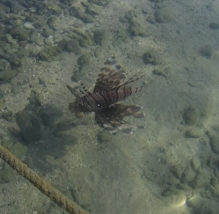 Strand Steigenberger Coraya Beach - Adults only