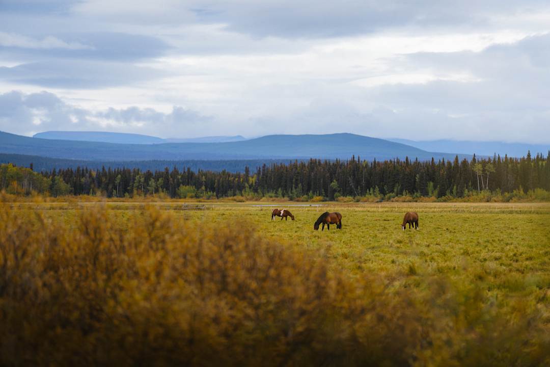 Ausblick Red Cariboo Resort