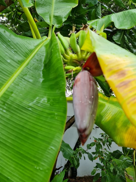 Gartenanlage Mercure Maldives Kooddoo Resort