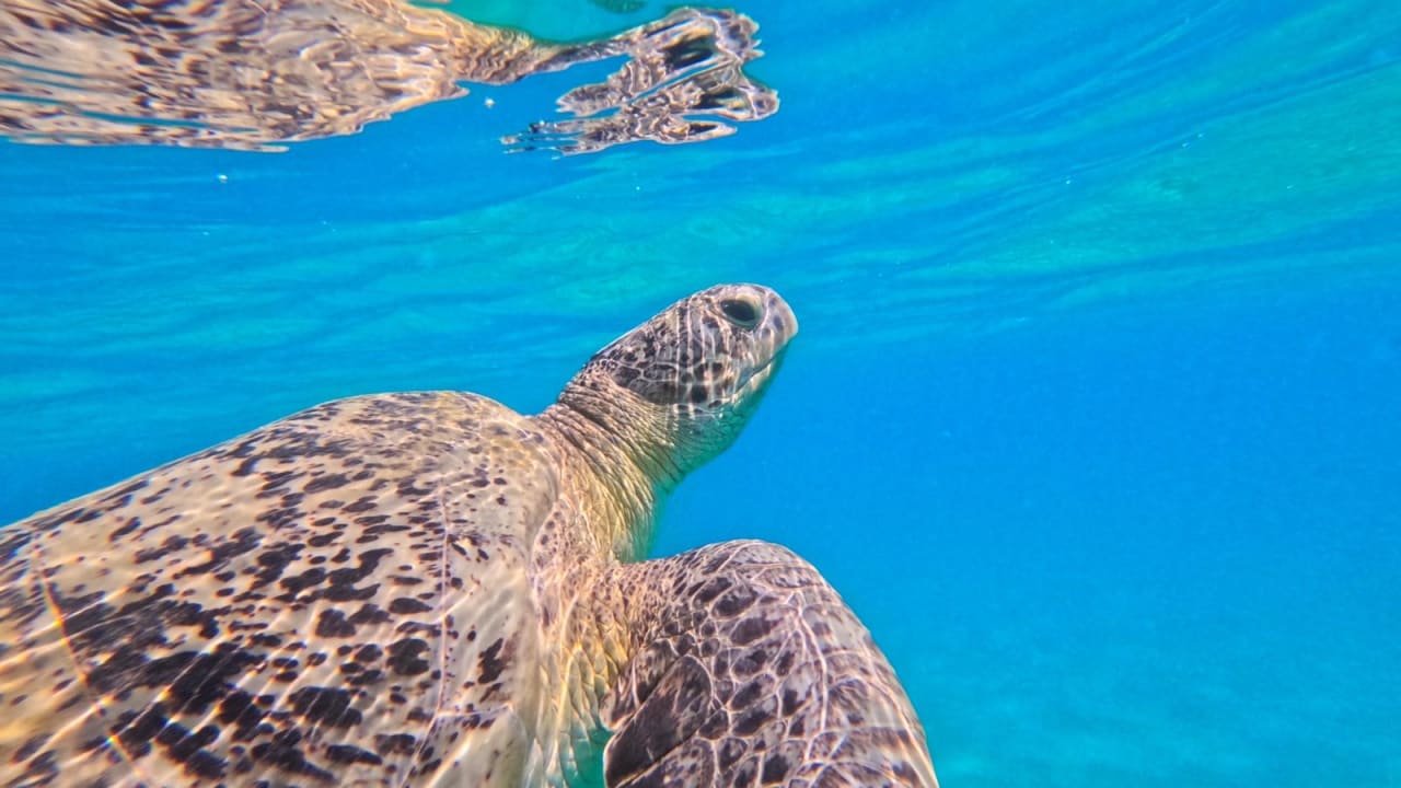 Strand Jaz Costa Mares (Adults Only)