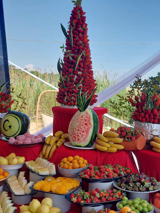 Gastro Seashell Vega