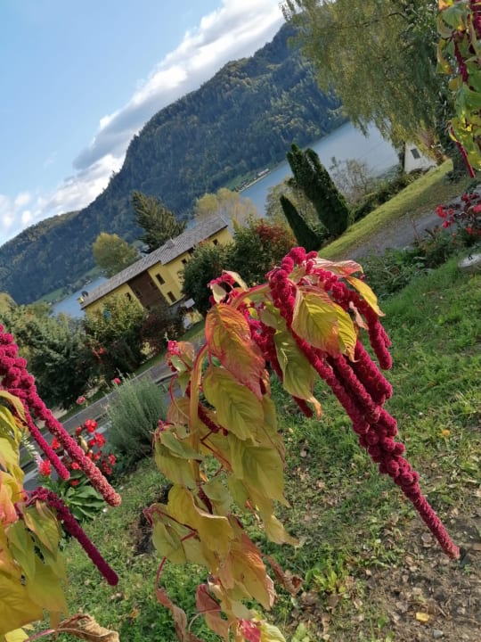 Ausblick Seehotel Birkenhof