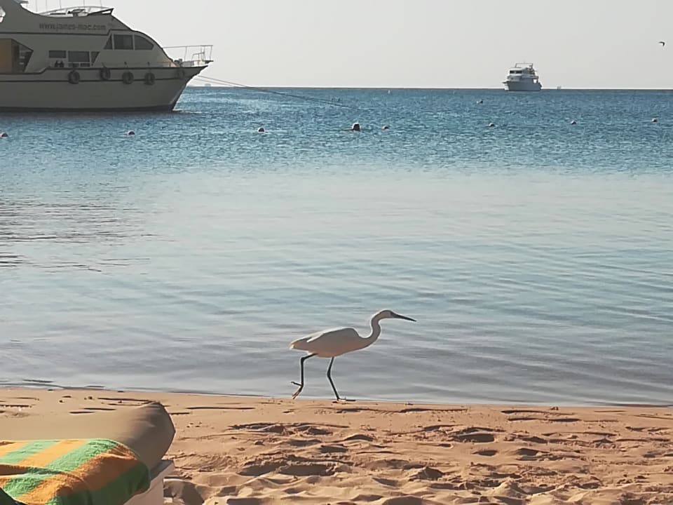 Strand Giftun Azur Resort