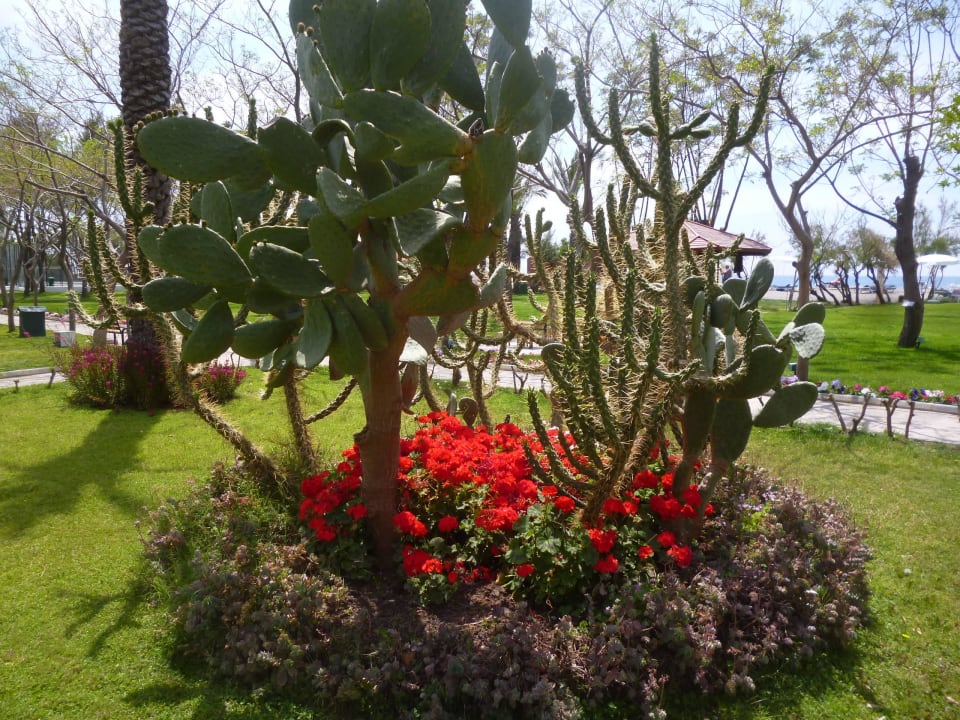Auf der Wiese vor unserem Zimmer Labranda Alantur Resort