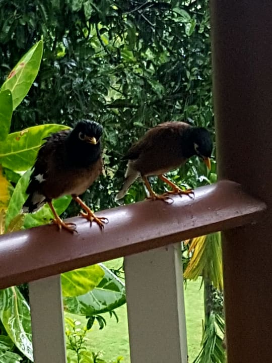 Sonstiges Dusit Thani Krabi Beach Resort