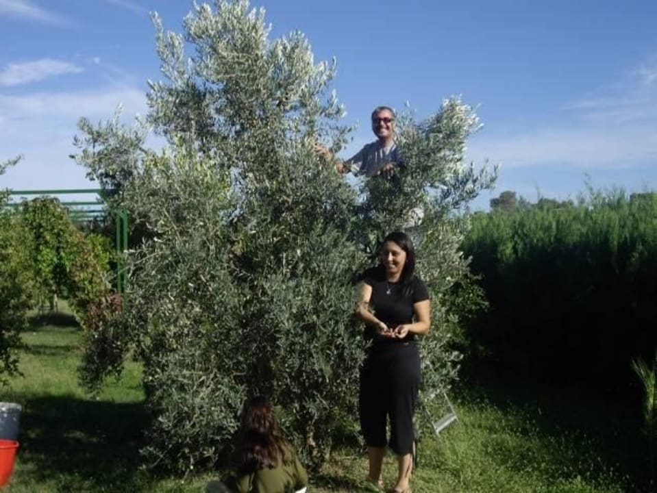 Ernte seit von Oliven Hotel Anatolia Resort