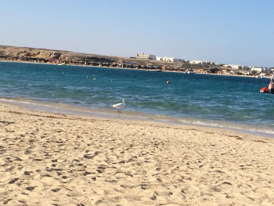 Strand Malikia Resort Abu Dabbab