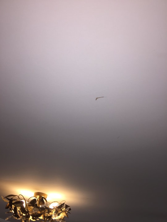 Verunreinigung an der Decke Hotel Diva's