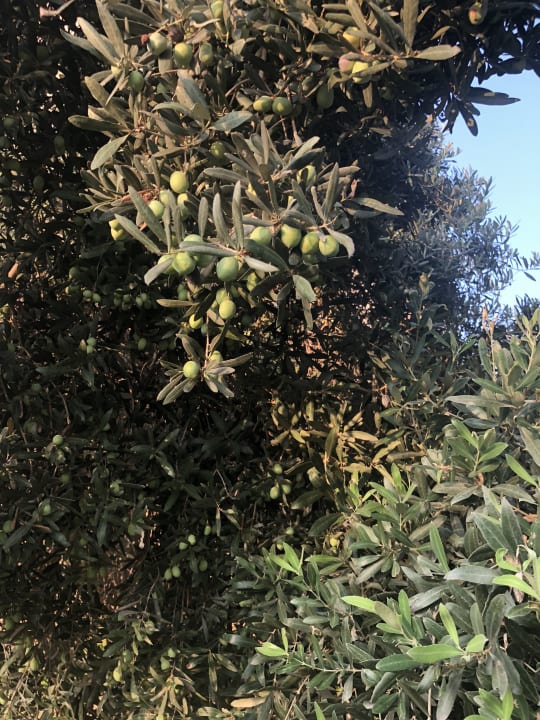 Gartenanlage Labranda Alantur Resort