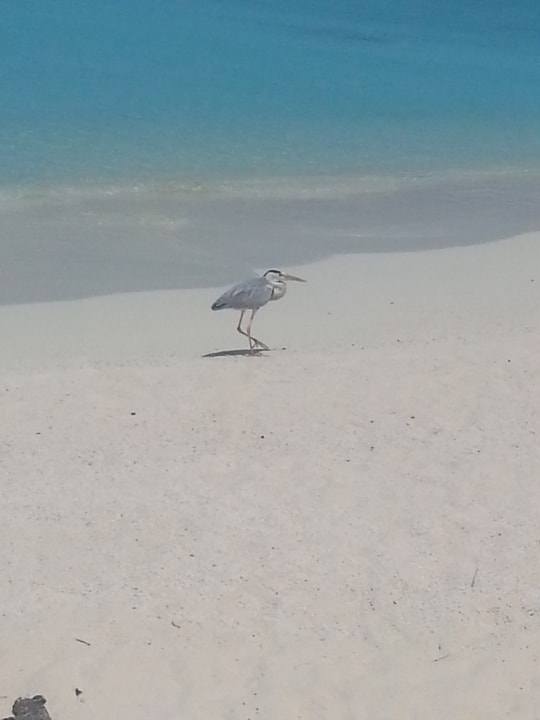 Strand Summer Island Maldives