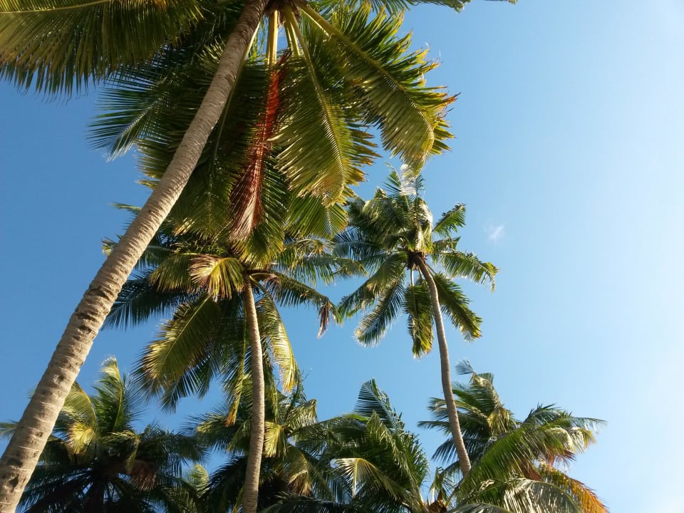 Palme Kuramathi Maldives