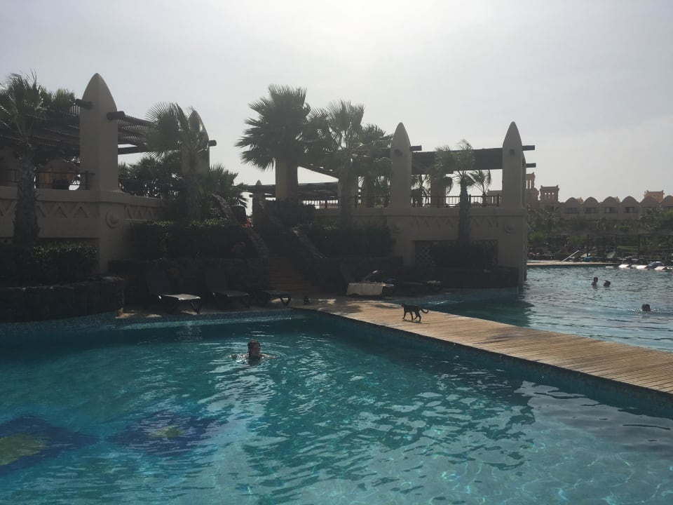 Katzen ?! 100 und mehr Hotel Riu Touareg