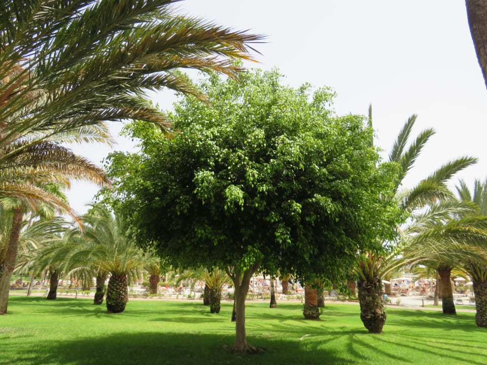 Gartenanlage Hotel Riu Gran Canaria