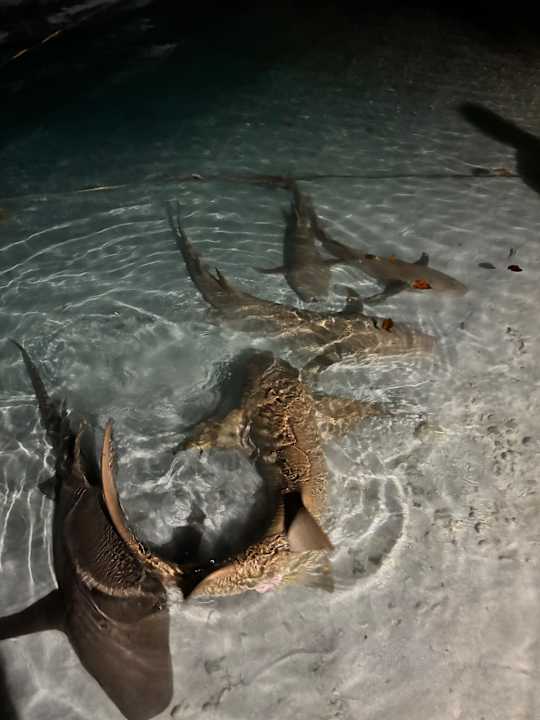 Strand Filitheyo Island Resort