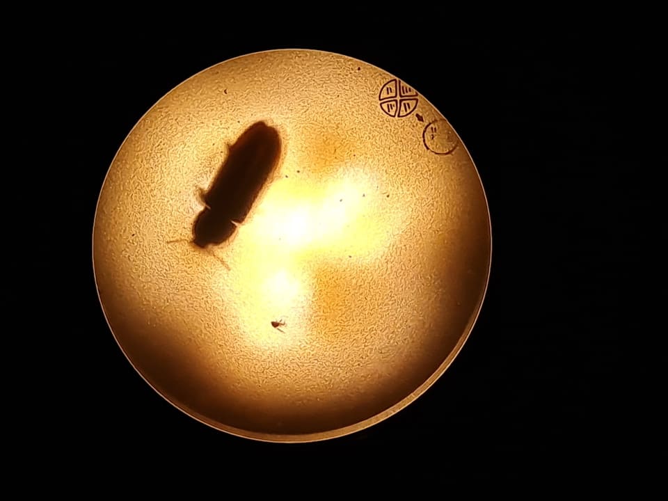 Zimmer Dorint Herrenkrug Parkhotel Magdeburg