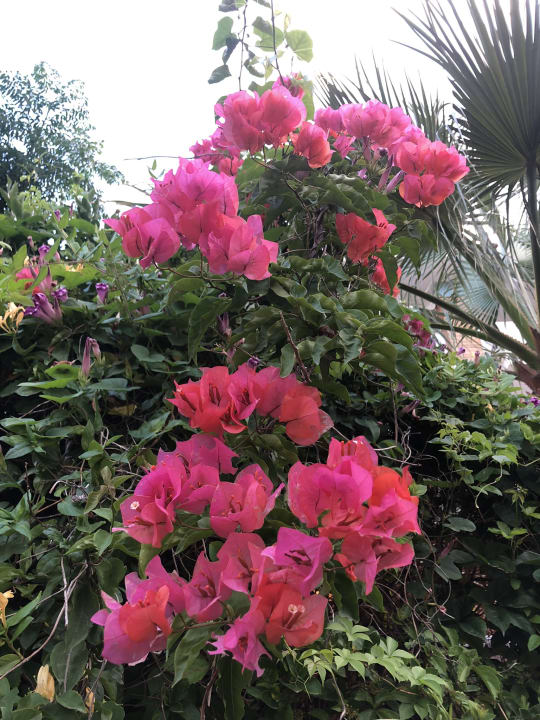 Gartenanlage Belek Beach Resort Hotel