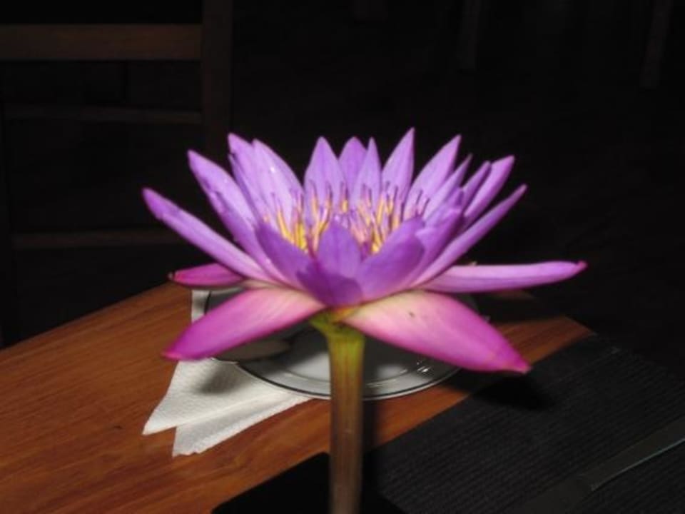 Blume beim Essenstisch Mermaid Hotel & Club