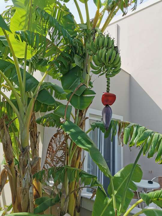 Gartenanlage Hotel Esperia