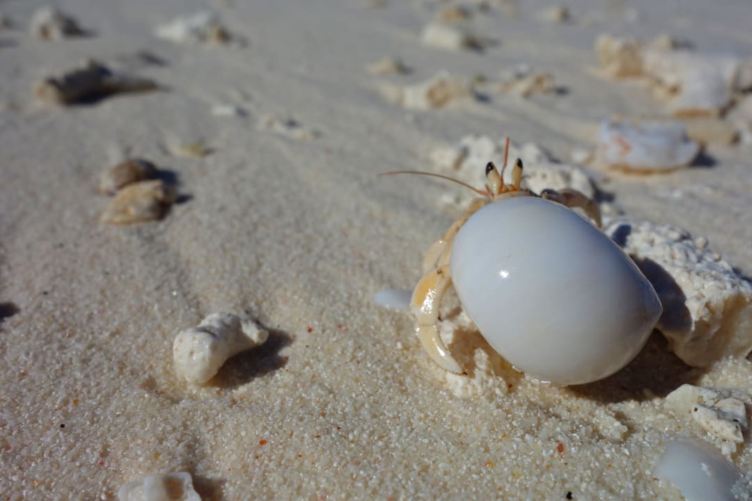 Einsiedler-Krebs Adaaran Select Meedhupparu Island Resort - Premium All Inclusive